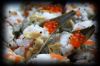 2009-12-19-sushi-artichaut-2.jpg