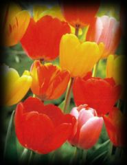 tulipes_rouges_et_jaunes.jpg